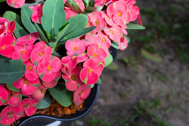 Euphorbia Milii Desmoul o flor de corona de espinas