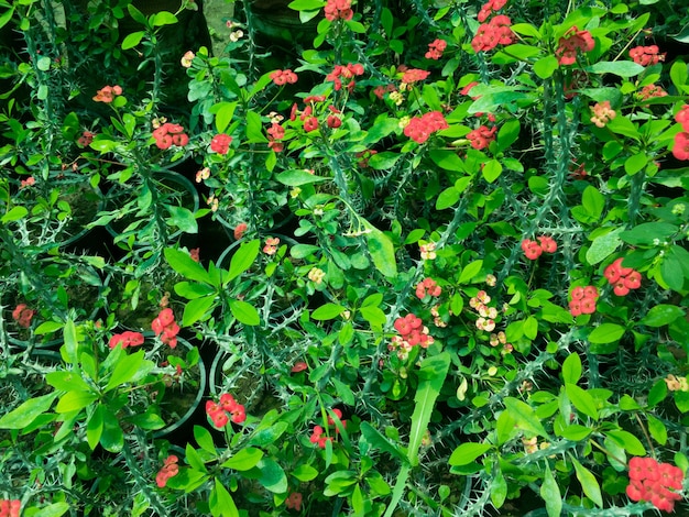 Euphorbia milii Dornenkrone Sukkulenten zwergartige Sorte Nahaufnahme