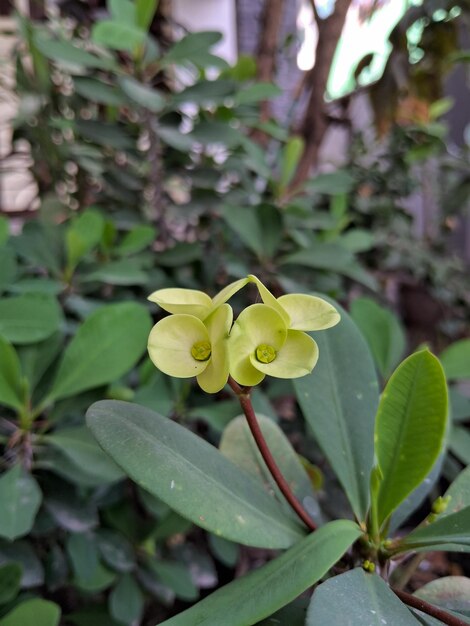 Una Euphorbia milii con flor amarilla