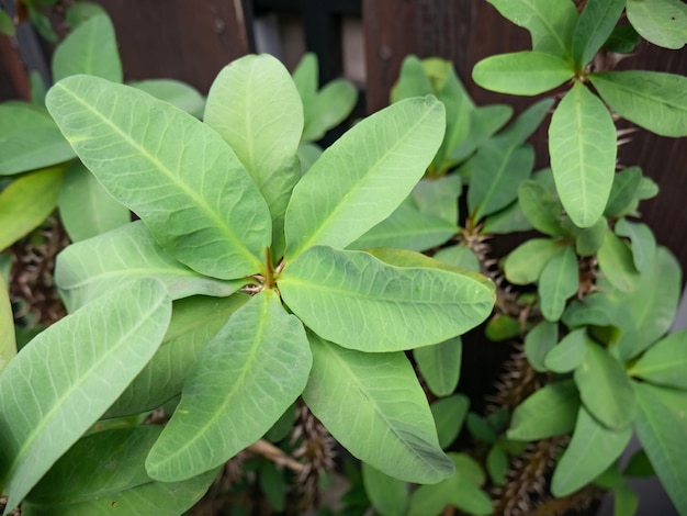 Euphorbia milii folhas verdes com espinhos afiados na base das folhas