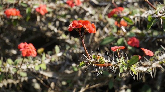 Euphorbia milii também conhecido como coroa de espinhos christs planta etc