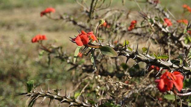 Euphorbia milii también conocida como corona de espinas, planta de Cristo, etc.