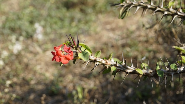 Euphorbia milii también conocida como corona de espinas, planta de Cristo, etc.