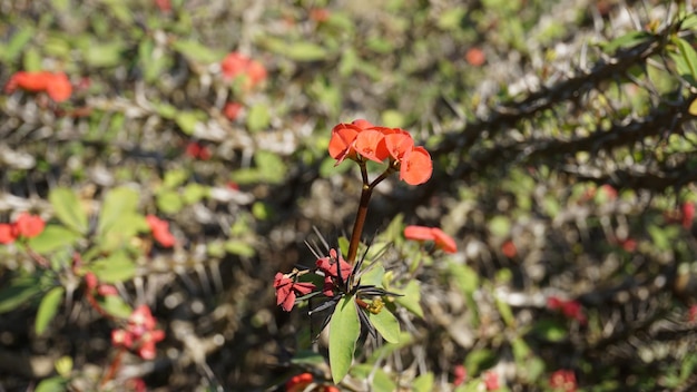 Euphorbia milii también conocida como corona de espinas, planta de Cristo, etc.