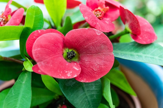 Euphorbia milli coroa de espinhos em vaso de flores