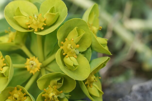 Euphorbia myrsinites o espurgo do mirto espurgo azul ou espurgo glauco de folhas largas