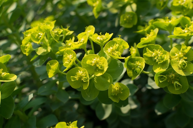 Euphorbia myrsinites, el spurge de mirto, el spurge azul o el spurge glauco de hojas anchas