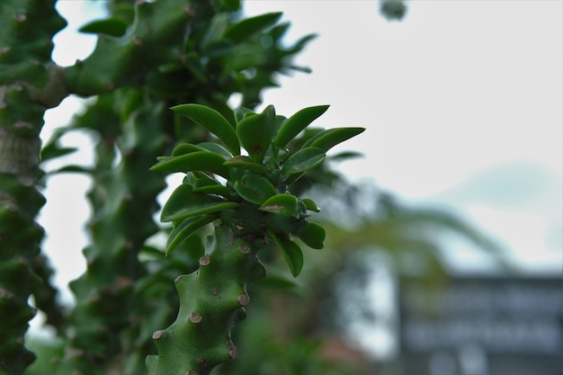 Euphorbia neriifoliiaeuphorbia ligularia indian spurge tree milk bush lápiz o firestick en la terraza