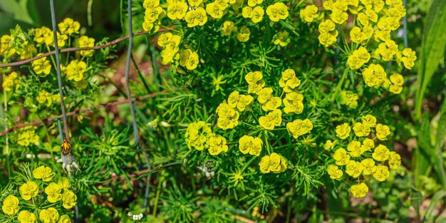 Foto la euphorbia nicaeensis en flor crece en el jardín el concepto de jardinería al aire libre de primavera el fondo estilo floral hermoso papel tapiz de la naturaleza