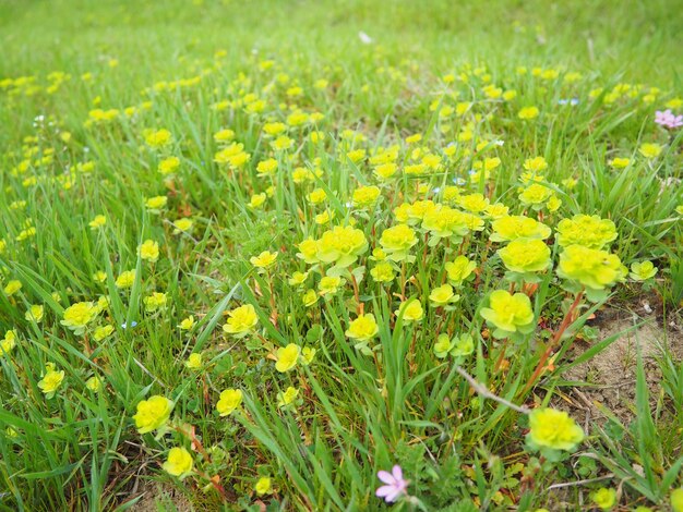 Foto euphorbia planta con flores espurge euphorgiaceae euphorpia serrata dentada tintern espurge diente de sierra espurge vertical hierba perenne en los extremos de las ramas hay inflorescencias de pequeñas flores