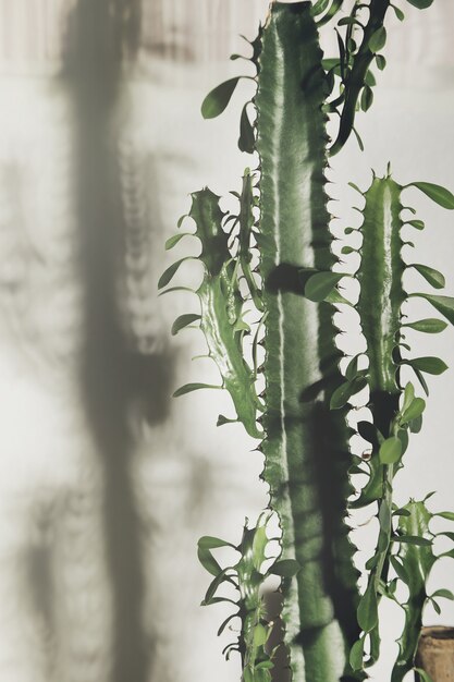 Euphorbia planta verde en maceta