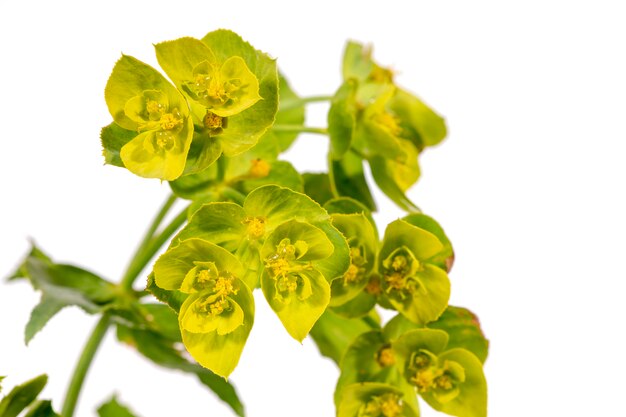 Euphorbia serrata Blume