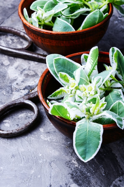 Euphorbia - um antigo meio de medicina popular