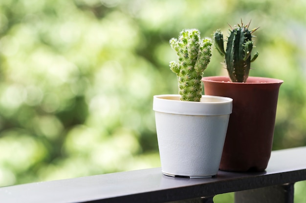 Euphorbia und Mammillaria gracilis Kaktus