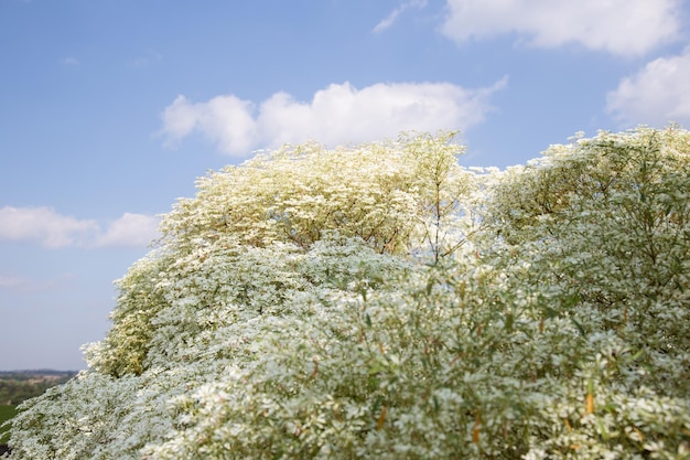 Euphorbienblume mit blauem Himmel