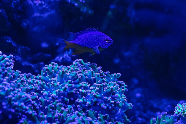 Euphyllia glabrescens AKA Euphyllia Fackel und Fische in einem Riffaquarium Riffkorallenufer