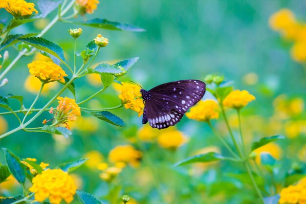 Euploea core a borboleta corvo comum empoleirada na planta da flor com um belo fundo verde