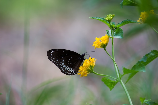 Euploea core a borboleta corvo comum empoleirada na planta de flor com um bom fundo macio