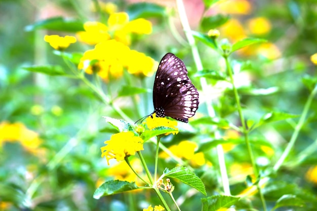 Euploea core el cuervo común descansando sobre las plantas de flores durante la temporada de primavera