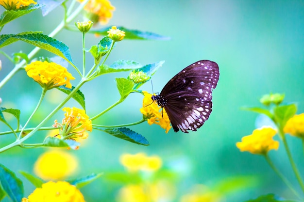 Euploea core el cuervo común descansando sobre las plantas de flores durante la temporada de primavera