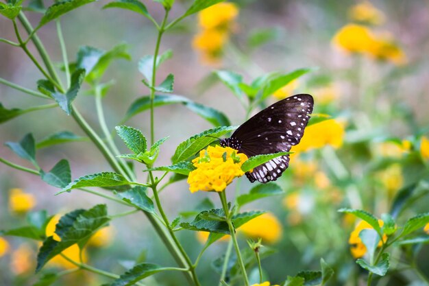 Euploea core die gemeine Krähe, die während der Frühlingssaison auf den Blumenpflanzen ruht