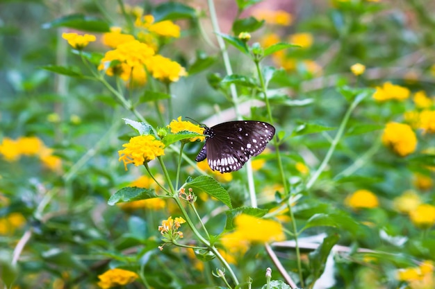 Euploea core o corvo comum descansando nas plantas de flor durante a primavera