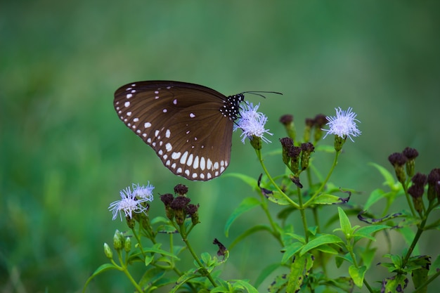 Euploea core o corvo comum é uma borboleta comum