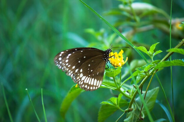 Euploea-Kern der gemeine Krähenschmetterling, der auf der Blumenpflanze thront