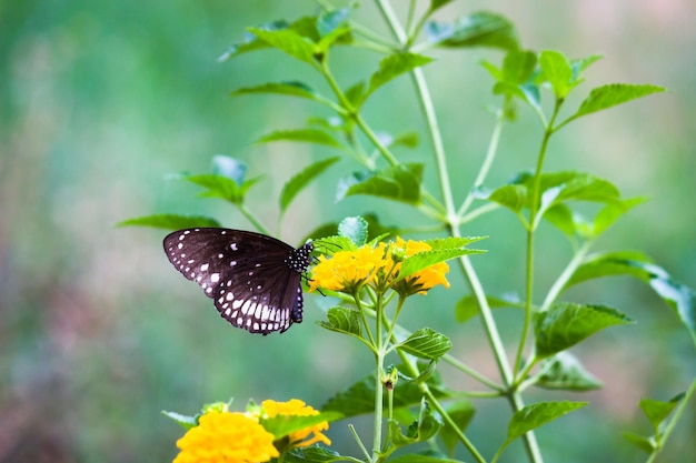 Euploea-Kern, die gemeine Krähe, die während der Frühlingssaison auf den Blumenpflanzen ruht