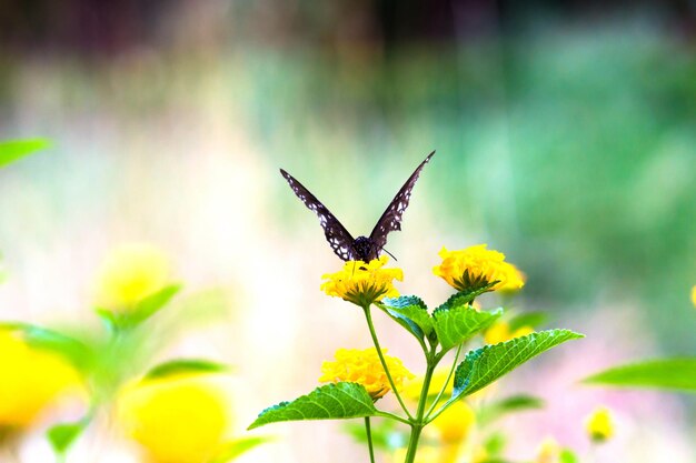 Euploea-Kern oder auch als gewöhnlicher Krähenschmetterling bekannt, der während der Frühlingssaison Blumenpflanzen besucht