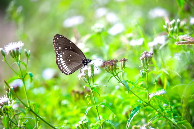 Euploea núcleo o corvo comum descansando nas plantas de flores durante a primavera