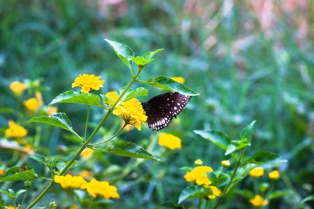 Euploea núcleo o corvo comum descansando nas plantas de flores durante a primavera