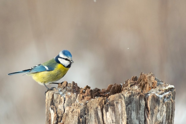 Eurasia azul tit, Cyanistes caeruleus. Pájaro sentado en el comedero