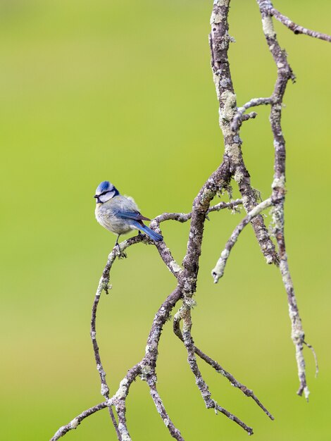 Eurasia Azul Tit. Pájaro en su entorno natural.