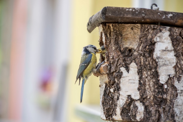 Eurasia Blue Tit en un nidal