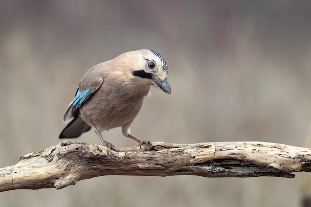 Eurasia jay, Garrulus glandarius, se sienta en una rama seca. Vista lateral