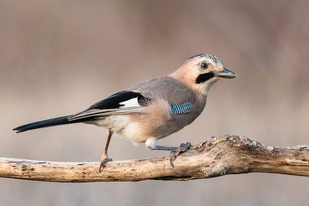 Eurasia jay, Garrulus glandarius, se sienta en una rama seca. Vista lateral