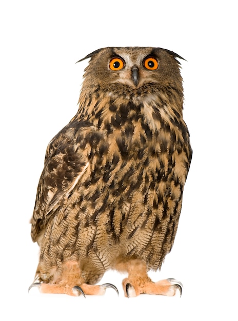 Eurasia Owl Eagle - Bubo bubo (22 meses) aislado