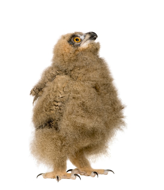 Eurasia Owl Eagle - Bubo bubo en un blanco aislado