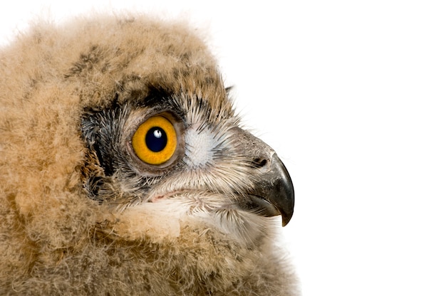 Eurasia Owl Eagle - Bubo bubo en un blanco aislado