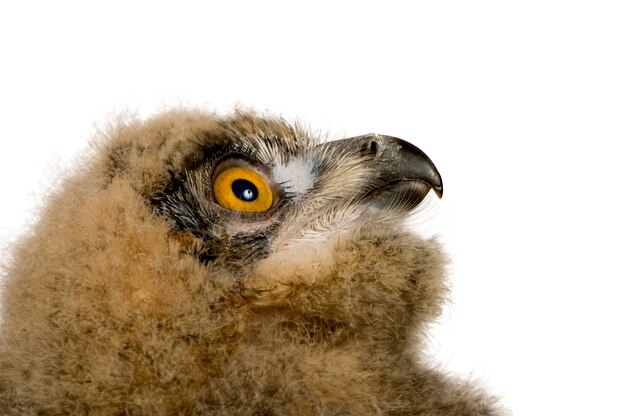 Eurasia Owl Eagle - Bubo bubo en un blanco aislado