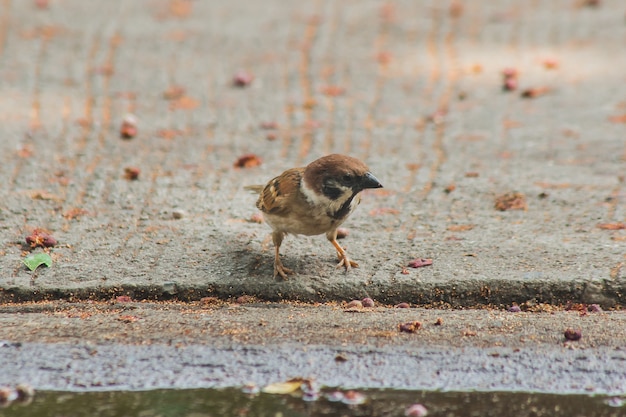 Eurasia Tree Sparrow está en el suelo