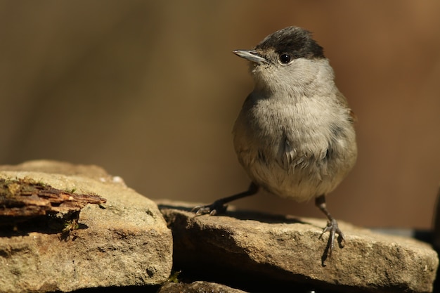 Eurasian blackcap!