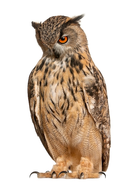 Eurasian Eagle-Owl, Bubo bubo, uma espécie de águia-real, em frente a um fundo branco