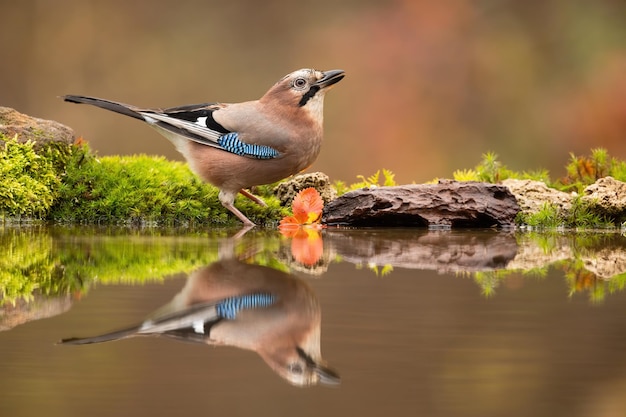 Eurasian jay bebendo água de um respingo na floresta de outono