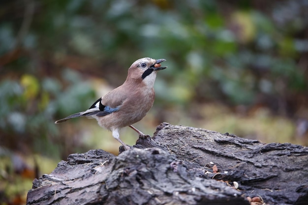 Eurasian jay coletando nozes em uma área de alimentação florestal