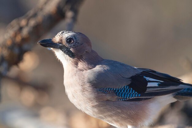 Eurasian Jay Garrulus glandarius Cordoba Spanien