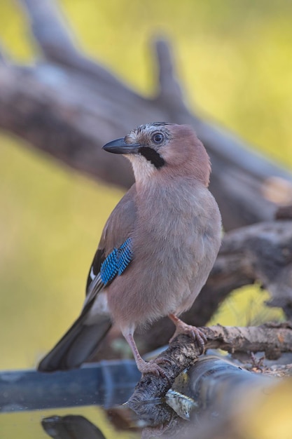 Foto eurasian jay garrulus glandarius cordoba spanien