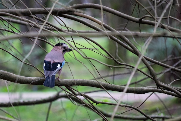 Eurasian Jay Garrulus glandarius sentado em um galho de árvore, início da primavera