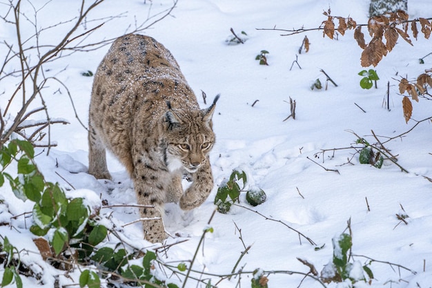 Eurasian Lynx andando, gato selvagem na floresta com neve. Cena da vida selvagem da natureza de inverno. Gato grande bonito no habitat, condição de frio.